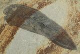 Pennsylvanian Fern (Macroneuropteris) Fossil - Illinois #262258-1
